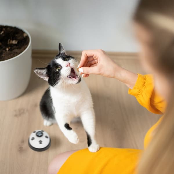 Dyretreningsklokke, sett med 4 stk