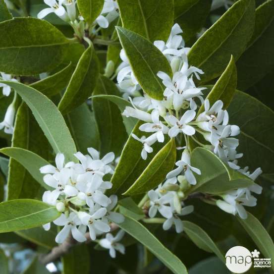 Osmanthus x burkwoodi : ctr 7 litres H 60/80 cm