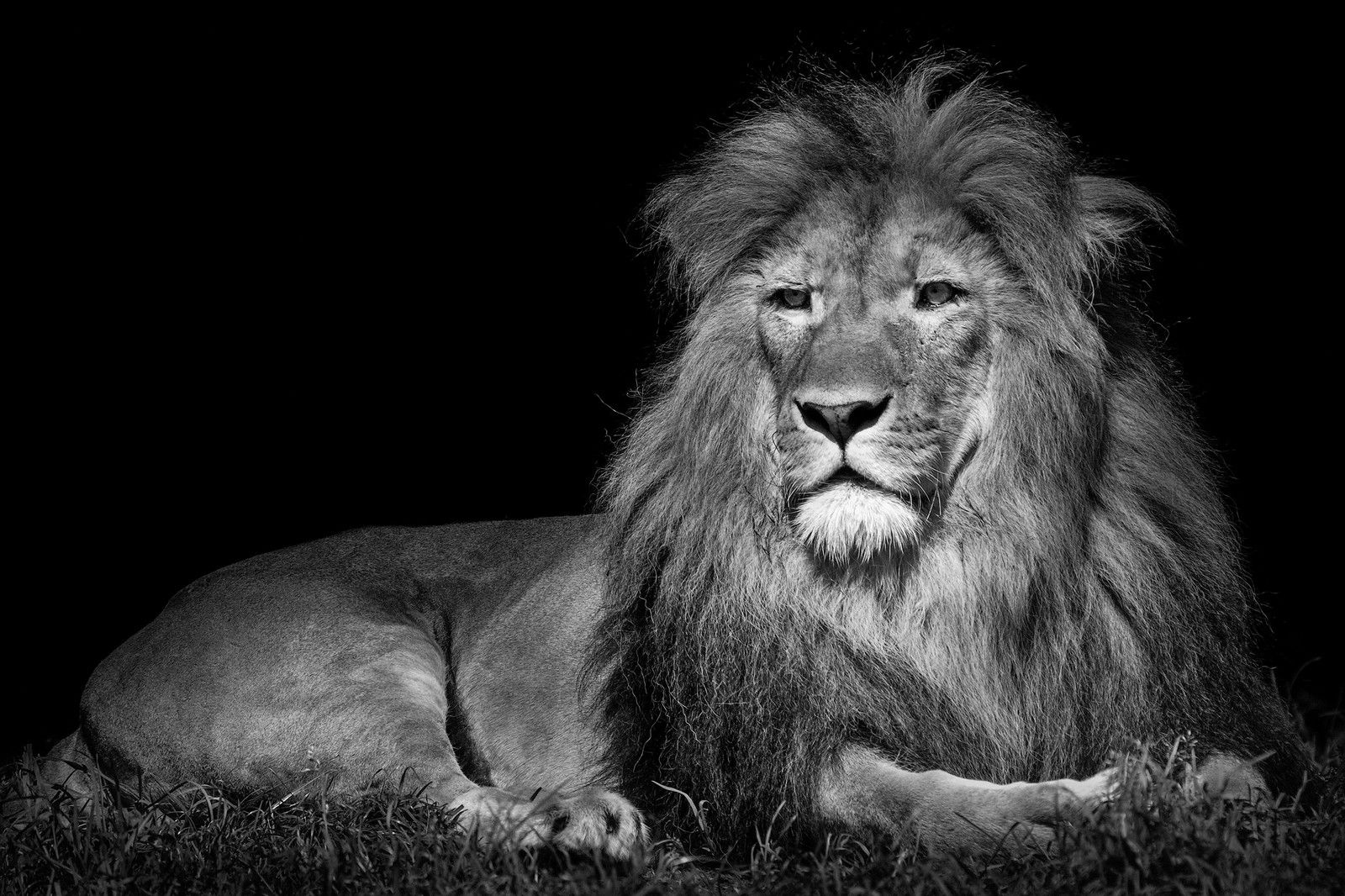 Lying Lion by Wolf Ademeit - Limited Edition. Edition of: 100. Signed.