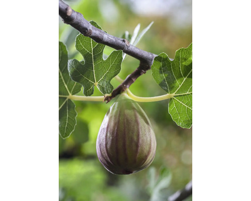 Biologische vijgenboom 'Bornholm' FloraSelf Organic Ficus carica 'Bornholm' Co 3 L