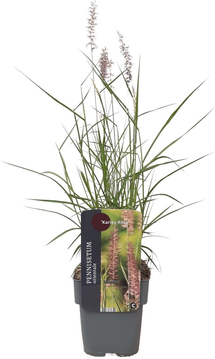 Lampenpoetsersgras (Pennisetum orientalis 'Karley Rose') D 23 H 40 cm