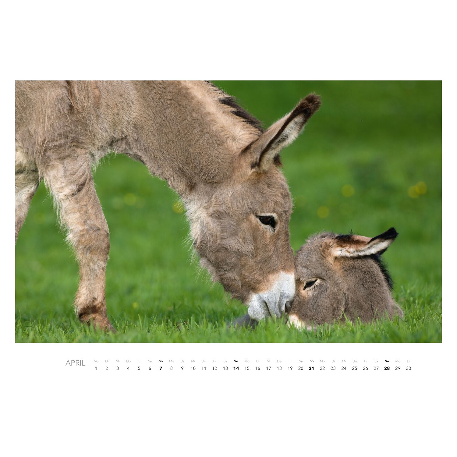 Kalender Esel  - 2024