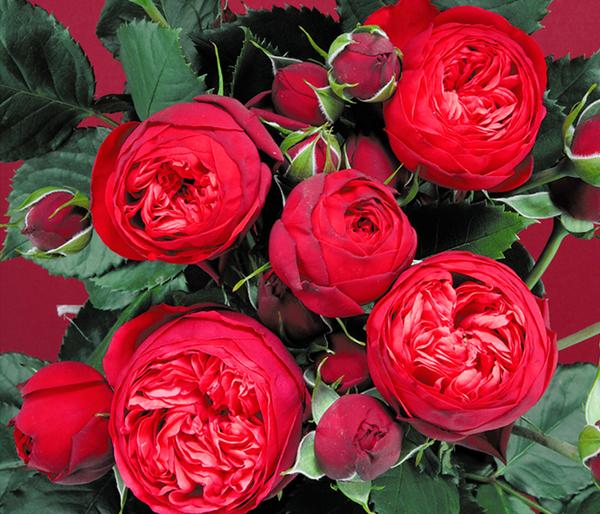 Edelrosen, verschiedene Sorten