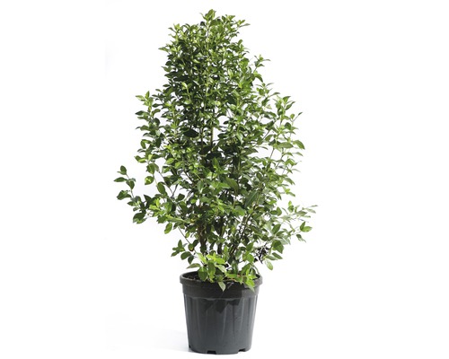 Mediterraanse Sneeuwbal FloraSelf Viburnum tinus H 70-90 cm Co 15 L