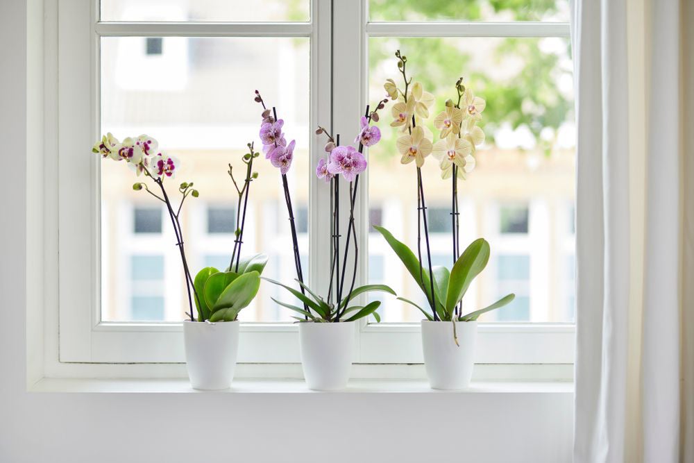 Elho bloempot Brussels orchidee wit D 12,5 H 15,5 cm