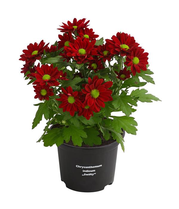 Chrysantheme 'Swifty', verschiedene Farben