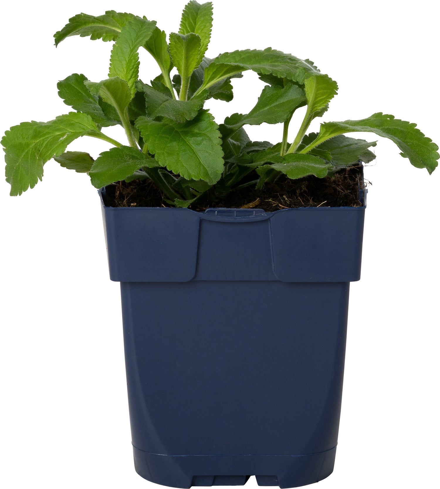 Ereprijs (Veronica spicata 'Inspire Pink') D 11 H 25 cm