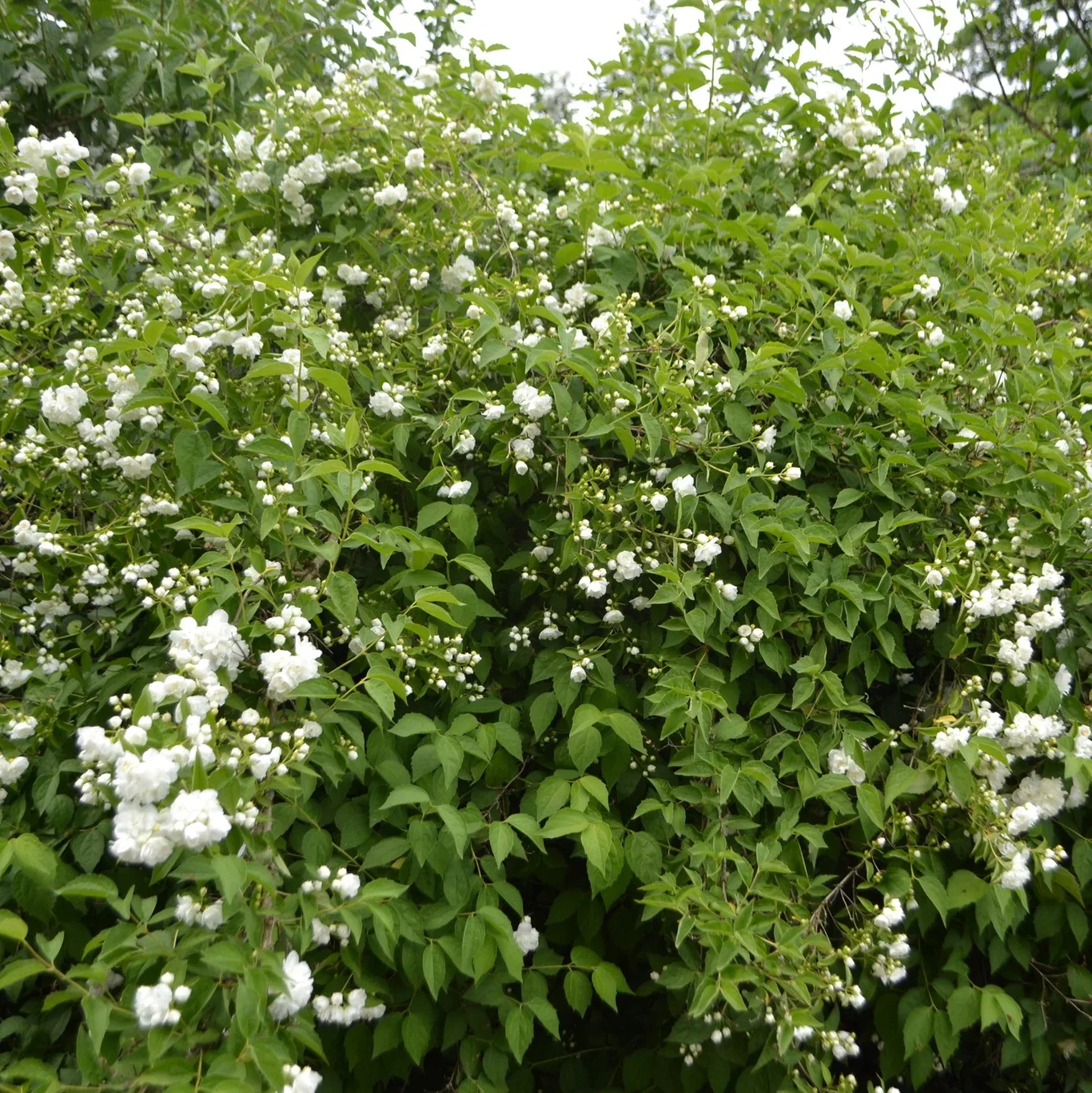 Philadelphus (Lemoinei-Gruppen) 'Mont Blanc' Hageskjærsmin 'Mont Blanc' Ø22 cm