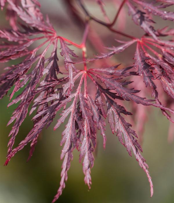 Dunkelroter Schlitz-Ahorn 'Dissectum Garnet'
