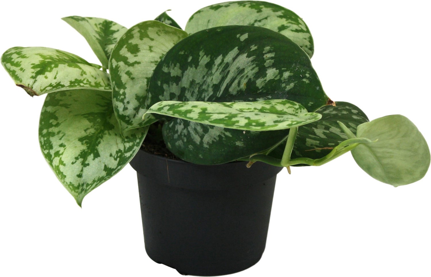 Scindapsus (Scindapsus pictus 'Trebie') D 12 H 25 cm