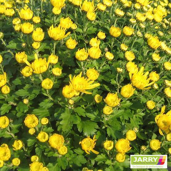 Chrysanthème multi carousel D11cm - Coloris variables