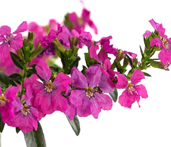 Köcherblümchen, verschiedene Farben