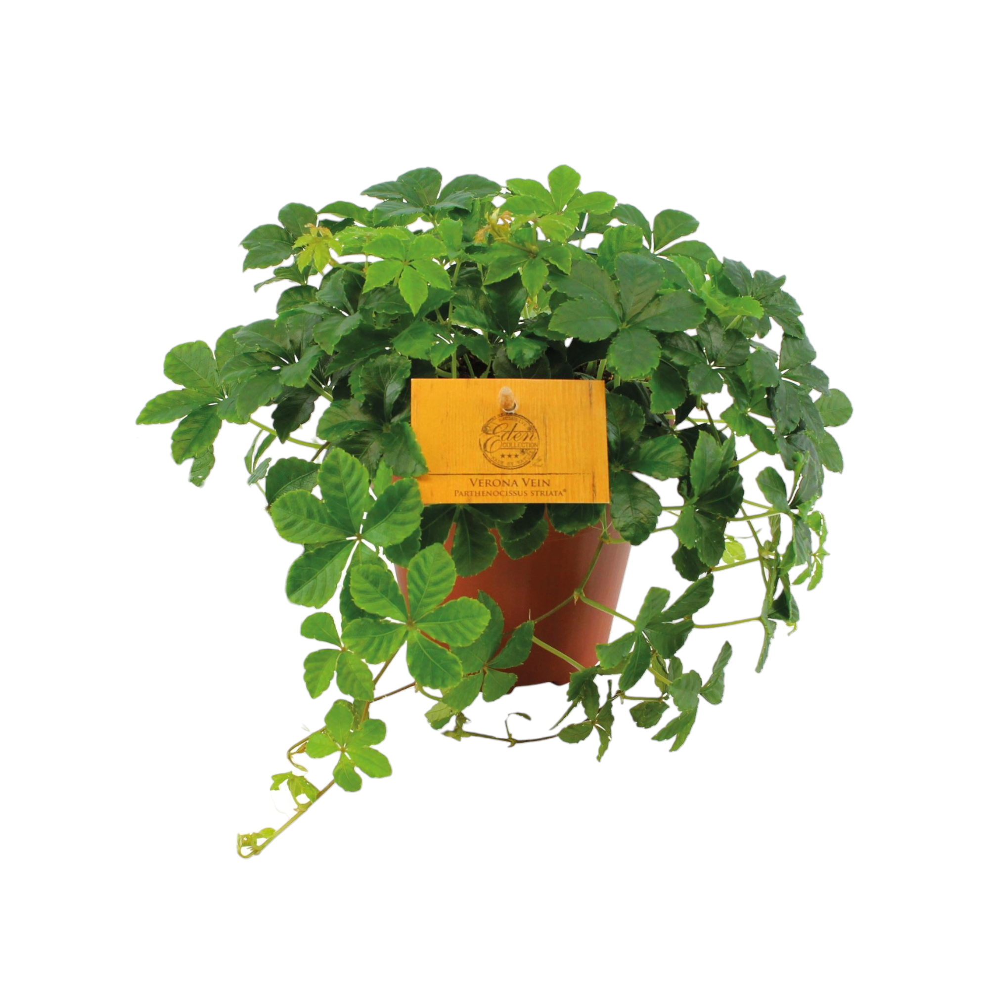 Plante d'intérieur - parthenocissus striata 20.0cm