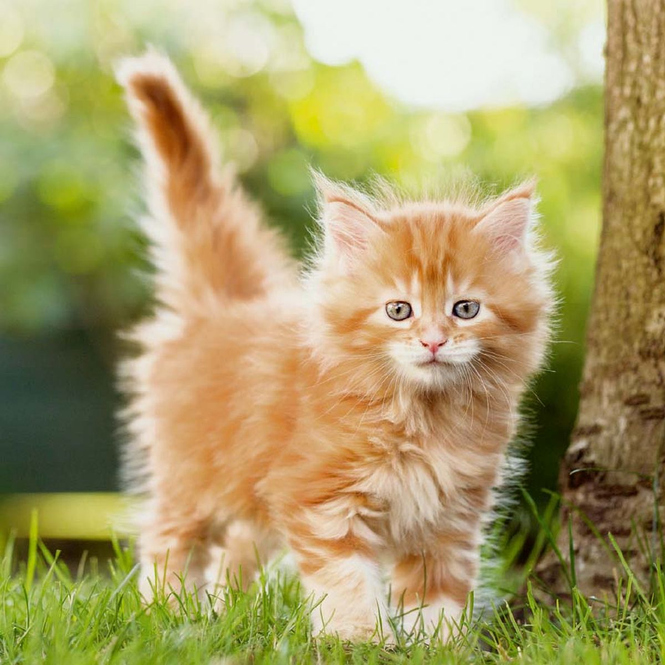 Kalender - Cats - 2024