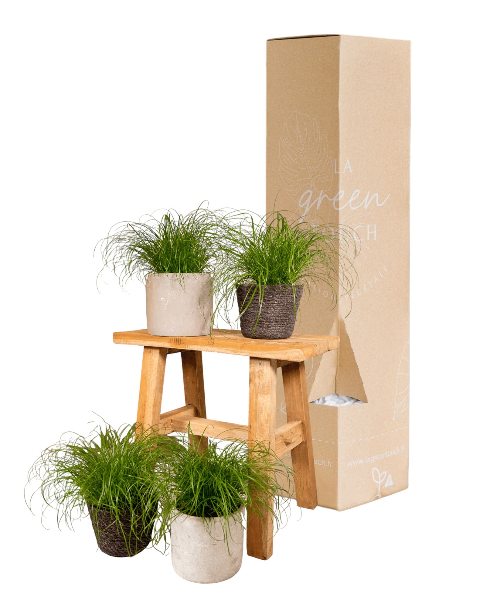 Plante d'intérieur - herbe à chat - lot de 4 plantes - coffret cadeau 20.0cm