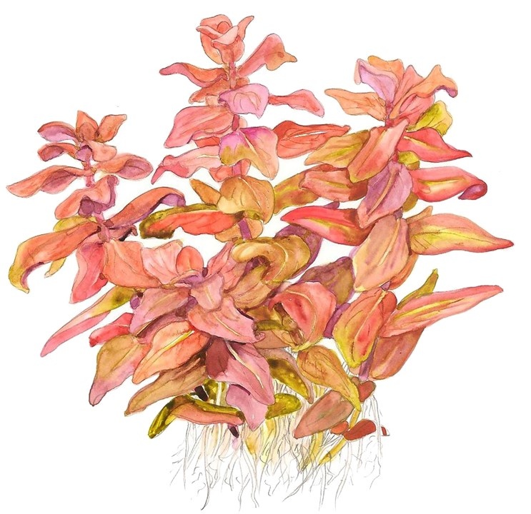 Waterplant Rotala Macrandra