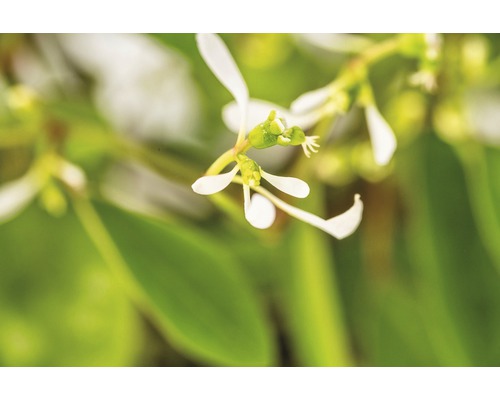 Magic Snow FloraSelf Euphorbia hypericifolia 'Diamond Frost' Ø 12 cm pot