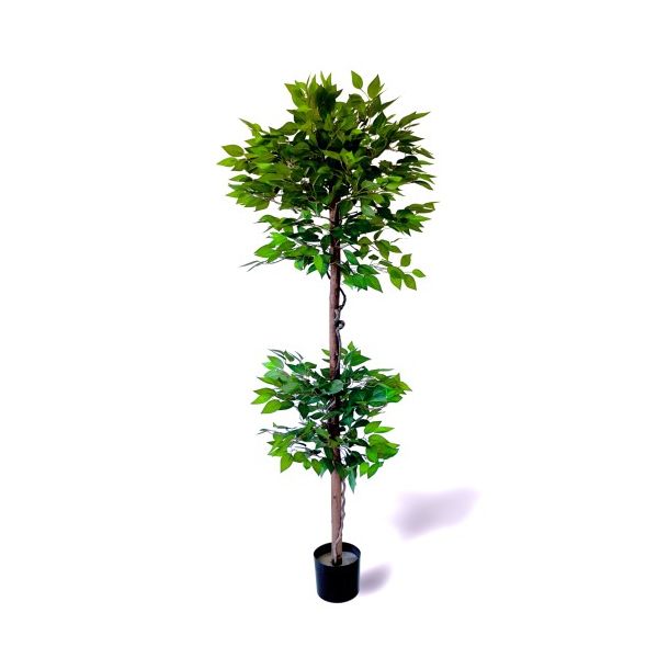 Oliivo Ficus 180cm 2 copas