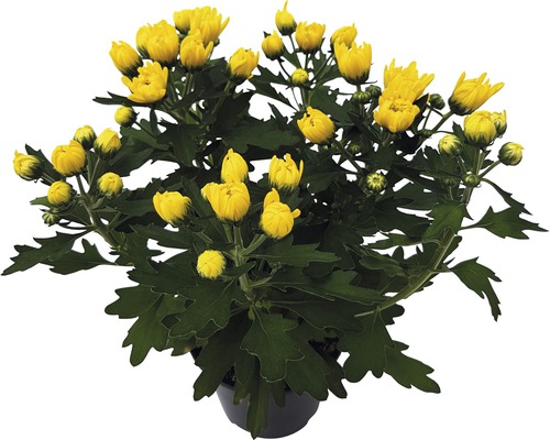 Chrysanthemum Mix FloraSelf Chrysanthemum indicum Ø 12 cm pot willekeurige variëteitselectie