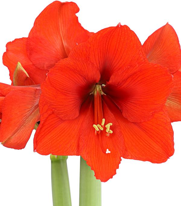 Amaryllis - Hippeastrum 'Superzwiebel',