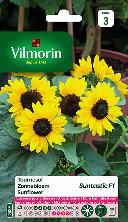 Graines de Tournesol Suntastic F1 VL3