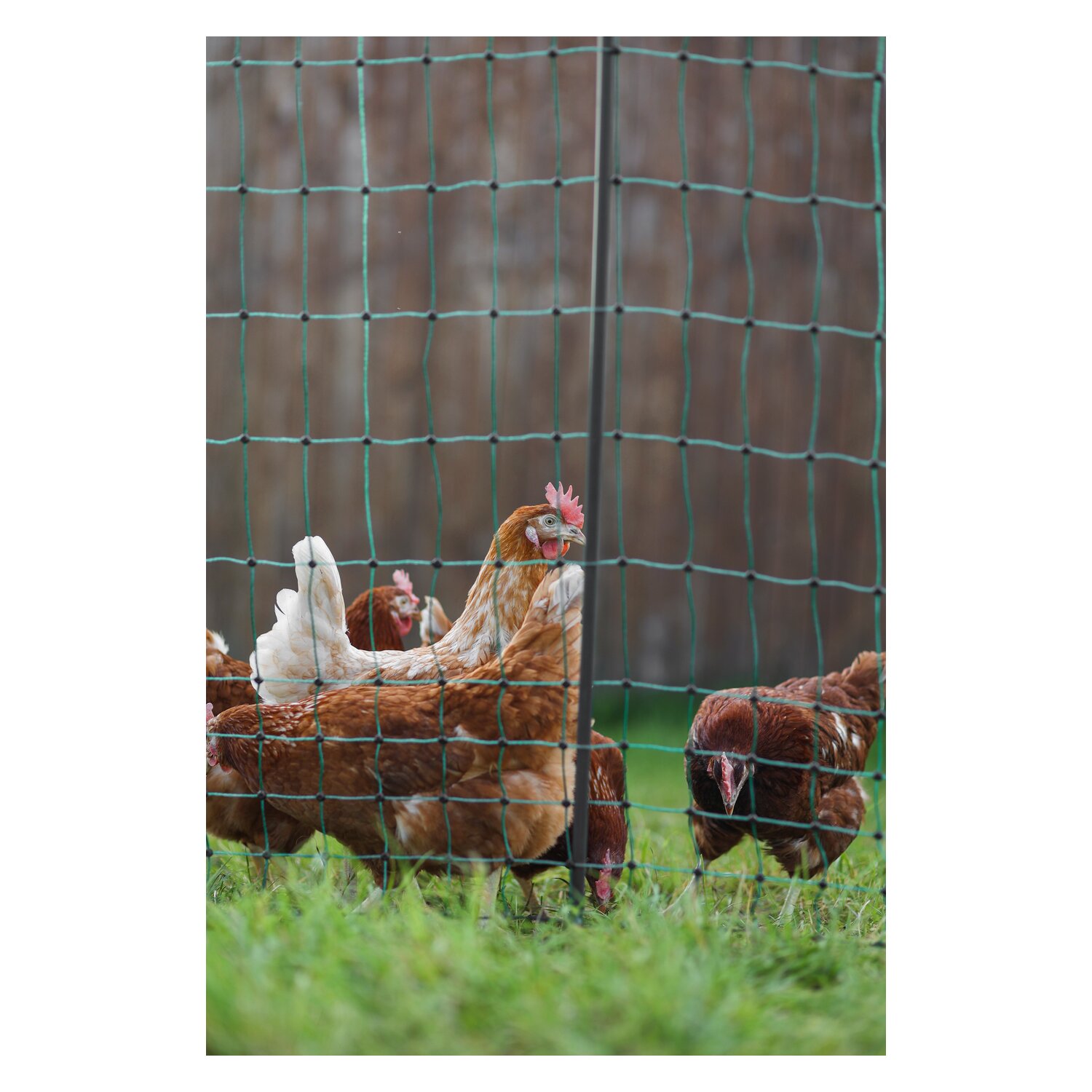 AKO Geflügelschutznetz Premium  - grün - ca. 50 m x 122 cm