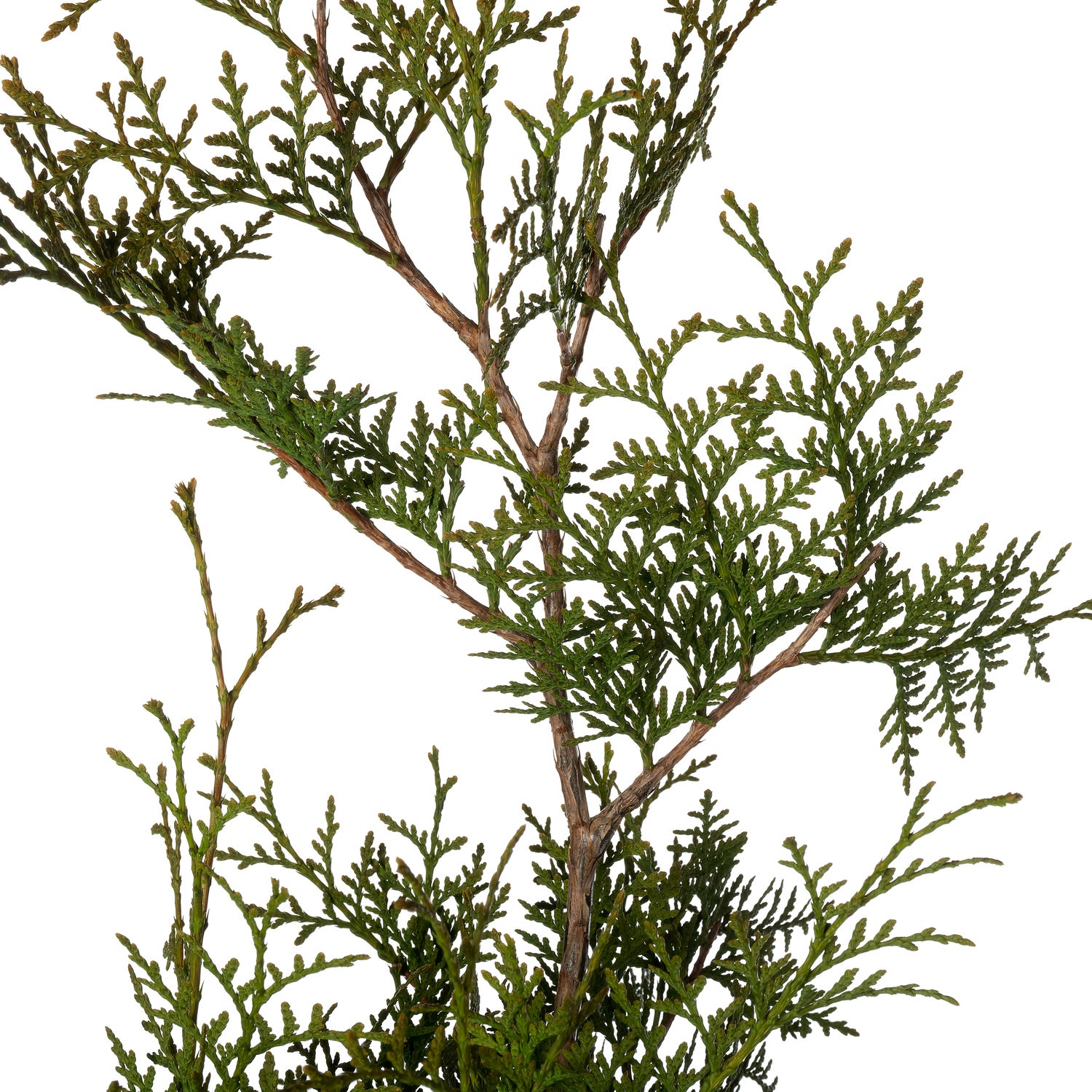 Levensboom (Thuja occidentalis 'Brabant') D 28 H 120 cm