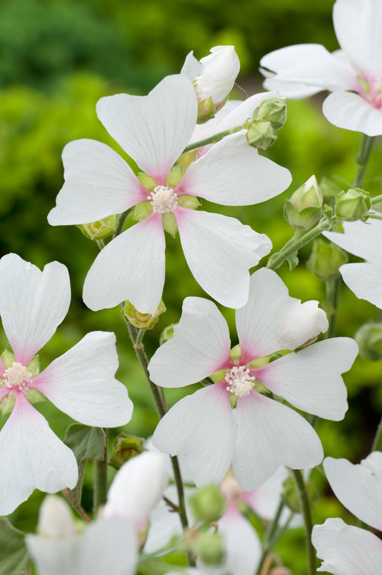 Struikmalva (Lavatera 'Blushing Bride') D 11 H 140 cm