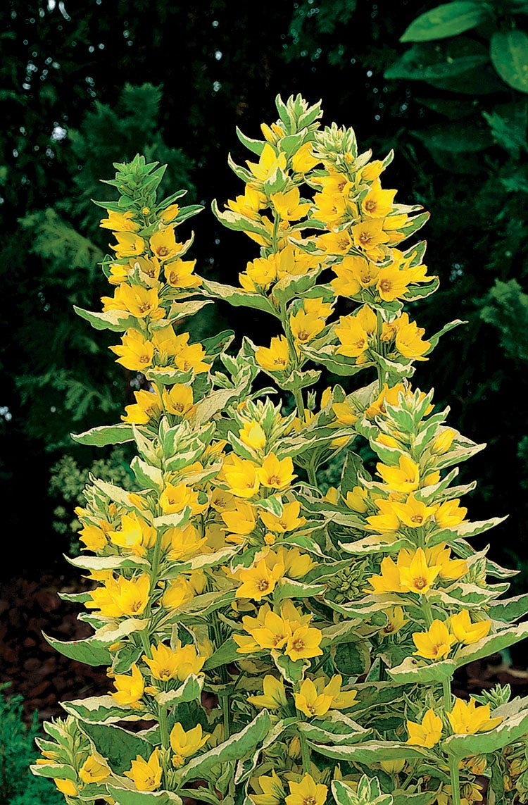 Bonte Moeraswederik (Lysimachia punctata 'Variegata') D 9 H 20 cm
