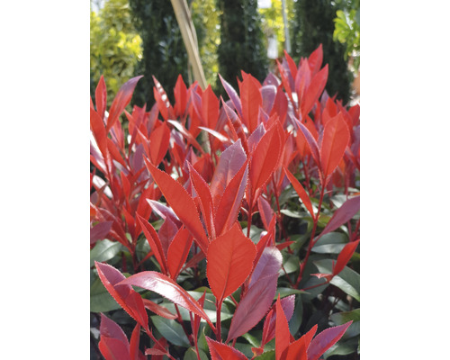 Loquat FloraSelf Photinia fraseri 'Carre Rouge' H 50-60 cm Co 6 L