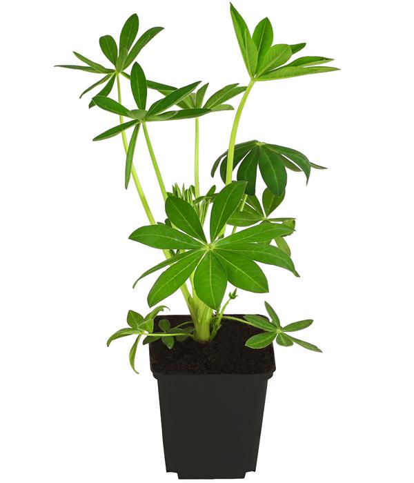 Bio Lupine, weiß