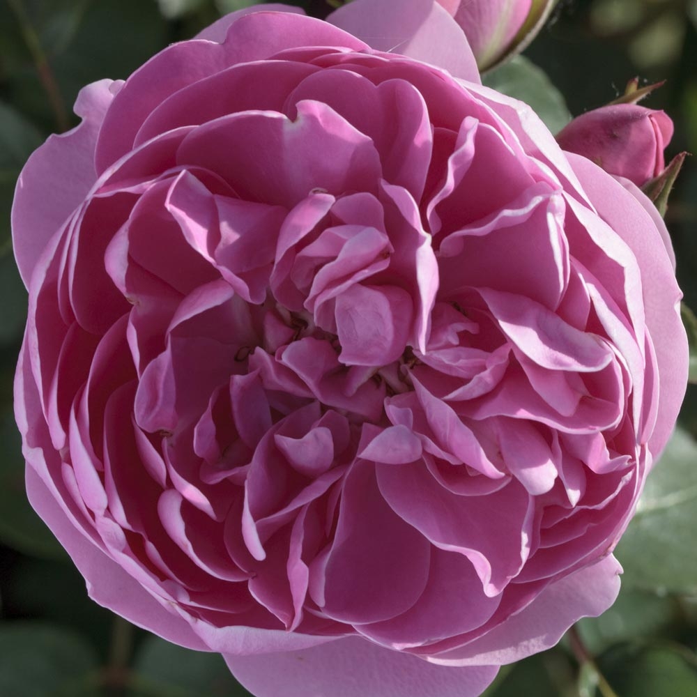 Rosier grimpant allegro ® ii meileodevin sans motte