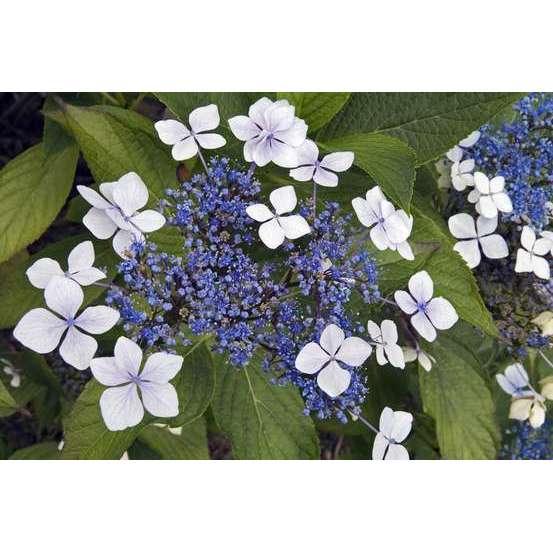 Hydrangea Serrata 'Grayswood', ctr 3 L