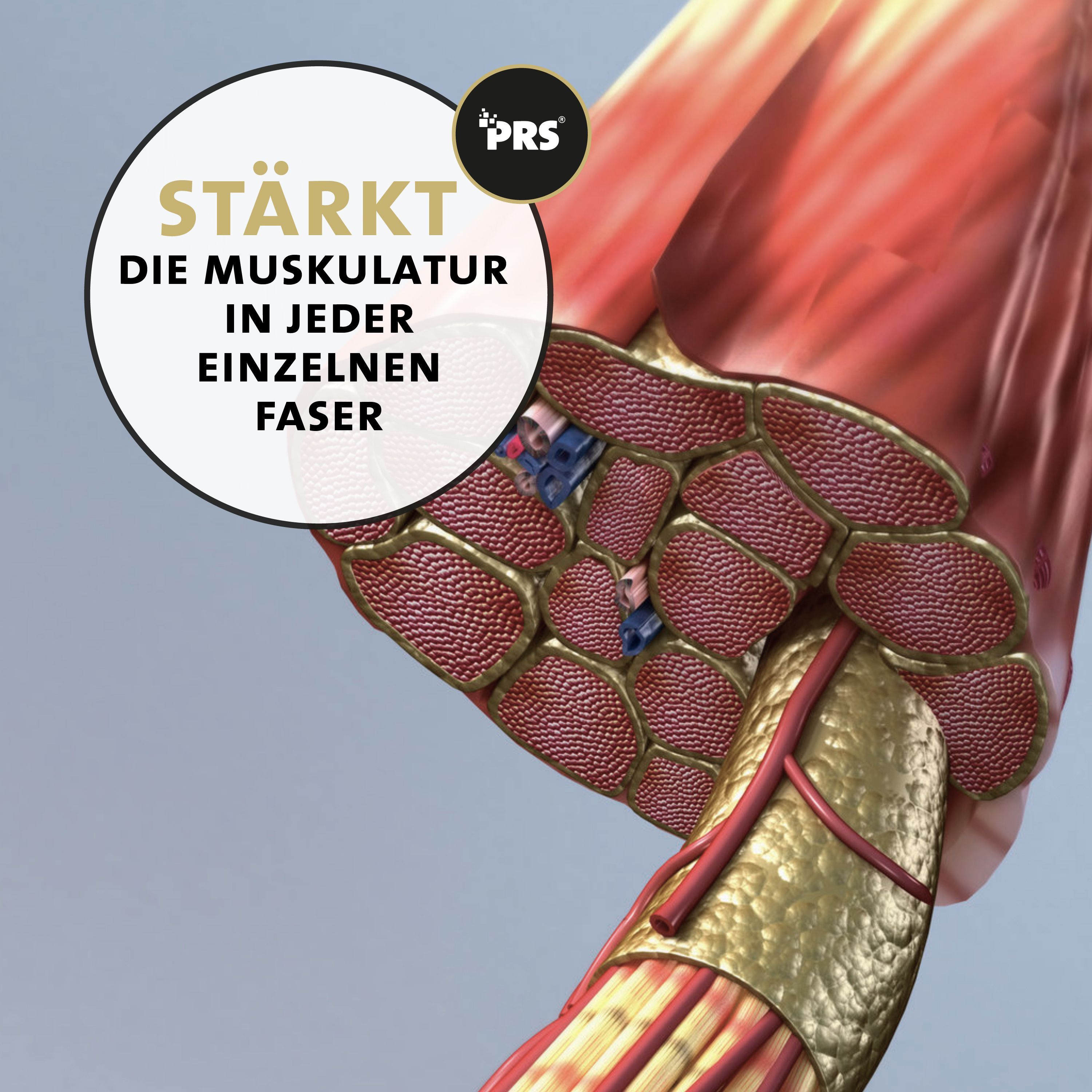 Peticare Muskulatur Pulver für Katzen, mit essenziellen Aminosäuren, Kollagen