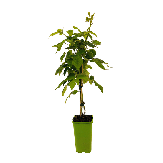 Framboisier Tulamagic® 'Fruatfri' bio : pot de 1,5L