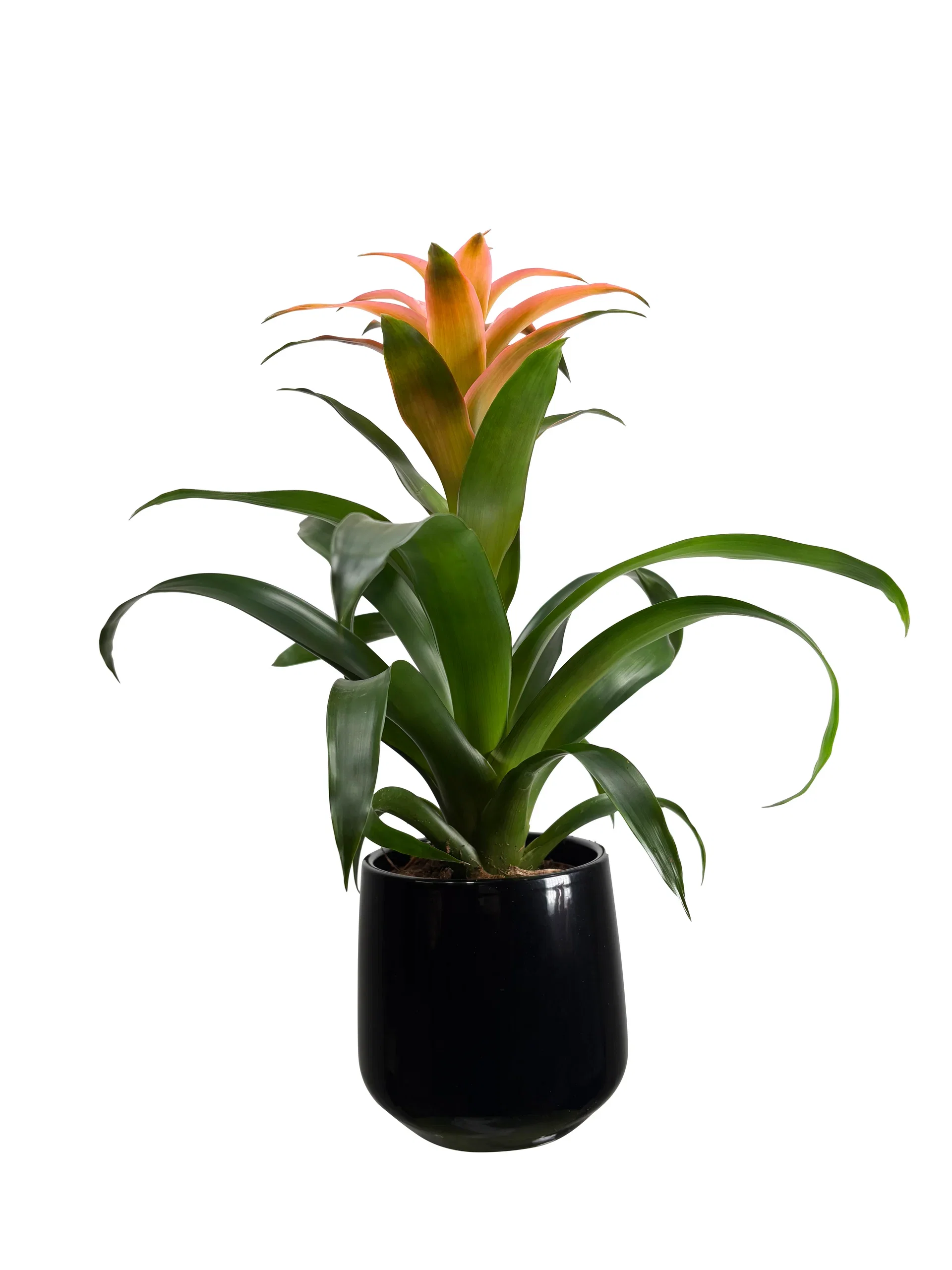 Guzmania mix 12 cm Guzmania mix Høyde 40 cm