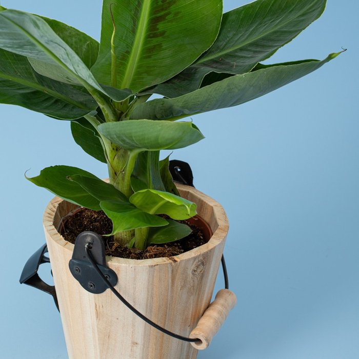 Musa plant (incl. pot met bieropener)