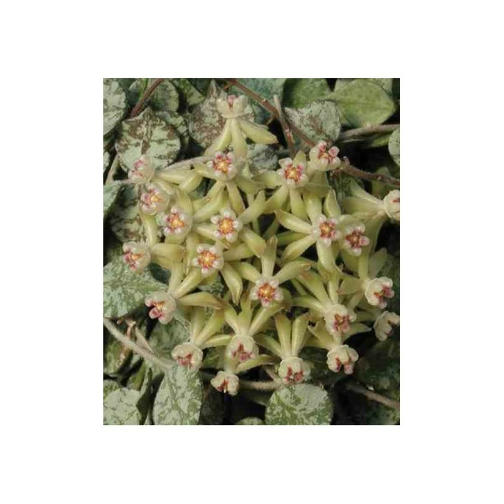 Hoya curtisii (fleur de porcelaine, fleur de cire) taille pot de 2 litres - 20/40 cm - blanc et mauve