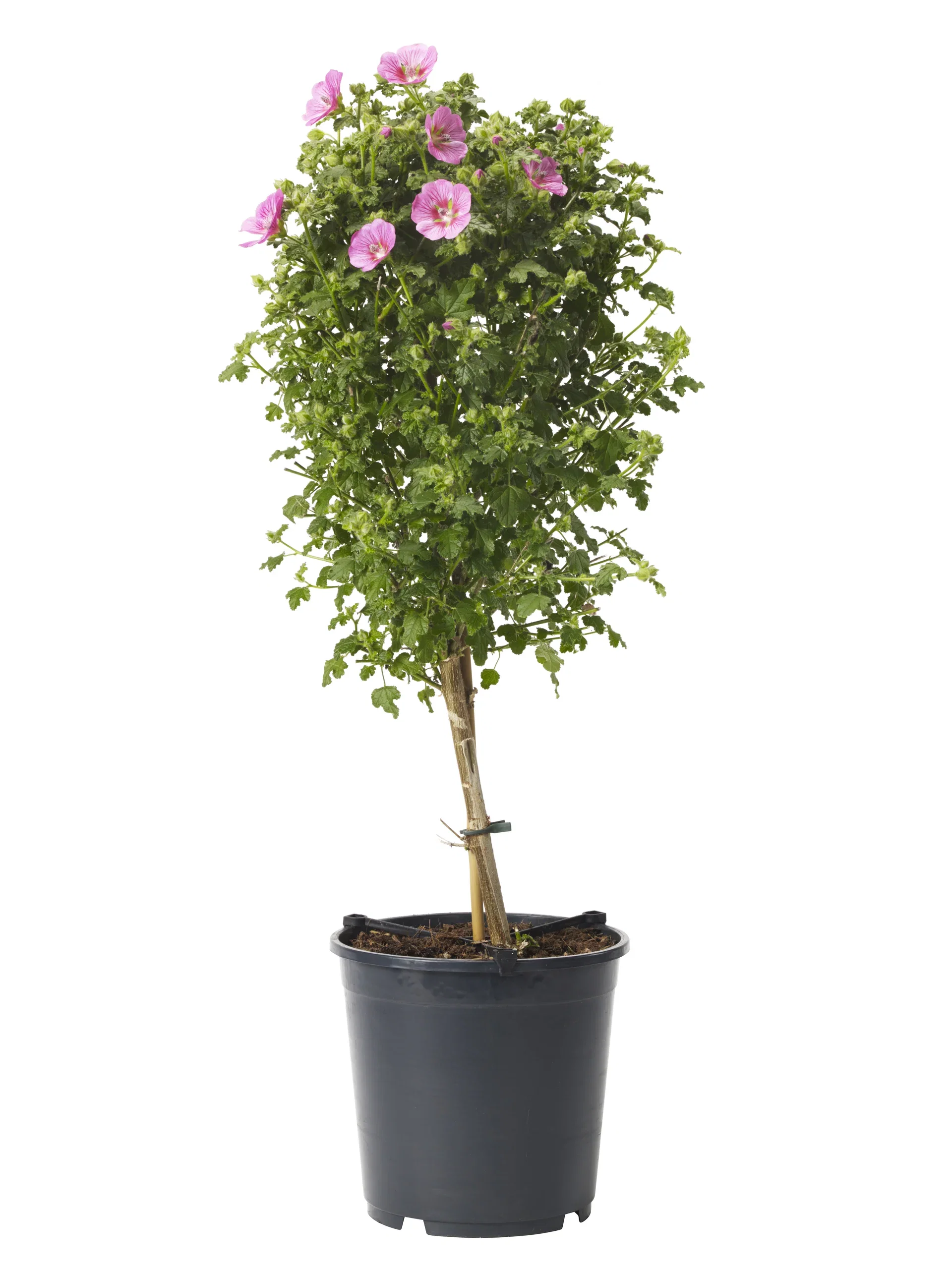Anisodontea 'Princess' stem Pink 19 cm Blomsterbjørk Ø19 cm