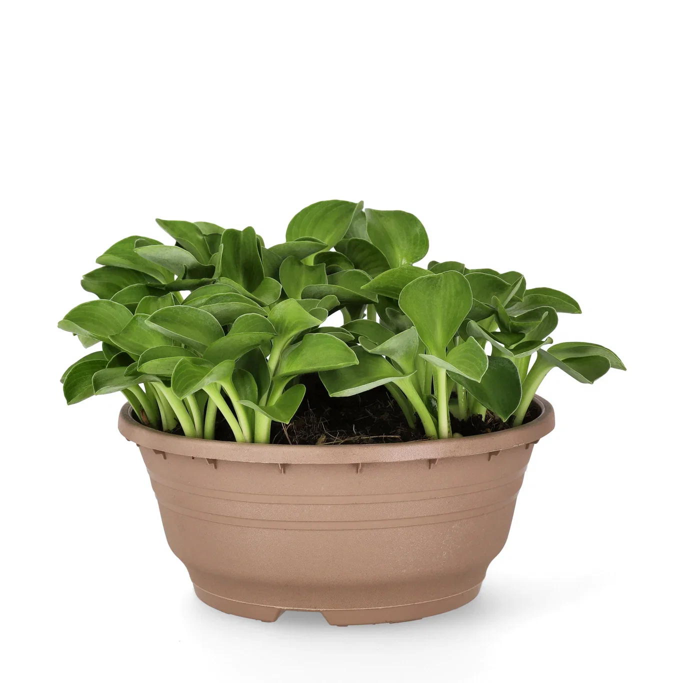 Hosta 'Blue Mouse Ears' Bladlilje 'Blue Mouse Ears' Ø23 cm