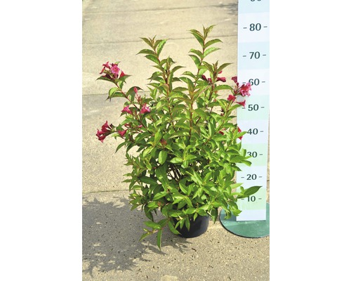Weigela FloraSelf Weigela 'Bristol Ruby' H 40-60 cm Co 4 L