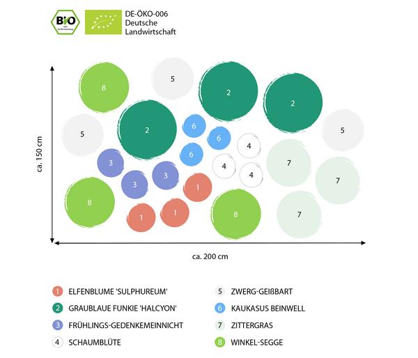 Bio Stauden-Set Blühendes Frühjahr im