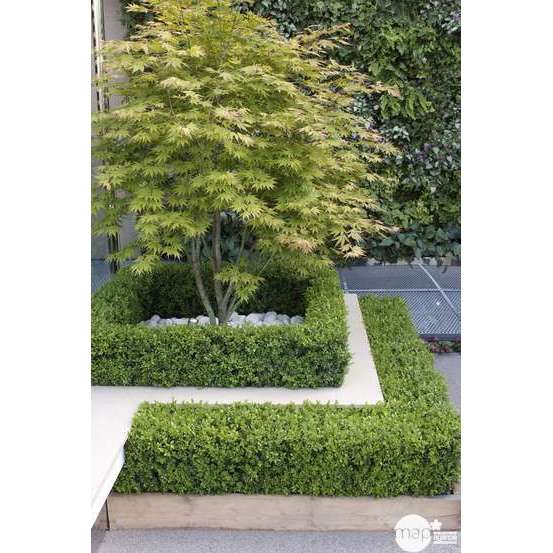 Acer palmatum nain : C5L - Variétés variables