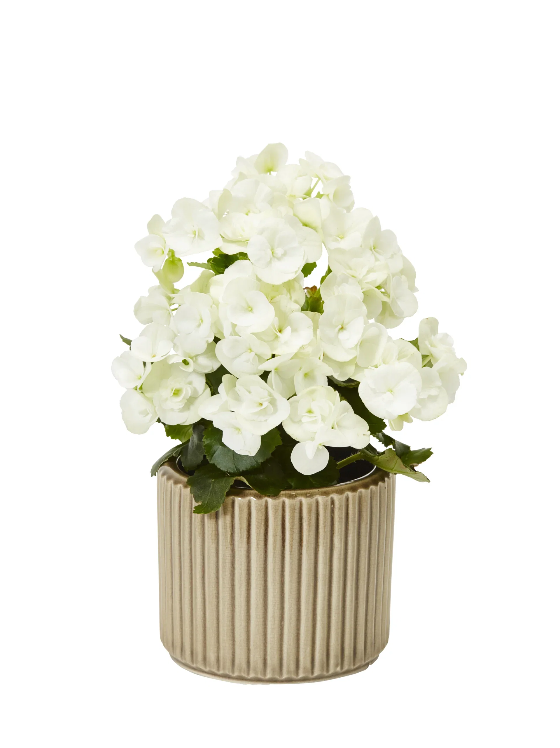 Begonia Bigflower White 12cm Begonia Høyde 25 cm