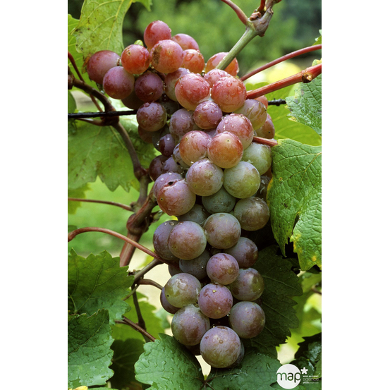 Vigne 'Cardinal' : pot de 3 litres