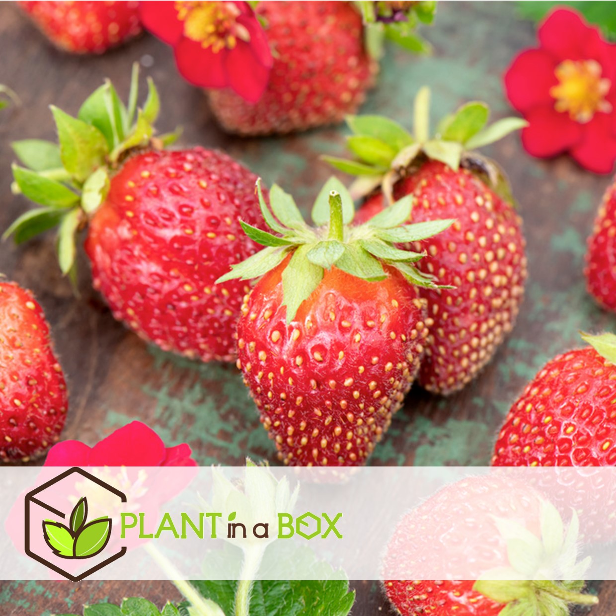Fragaria summer breeze - mélange de 6 - pot 10.5cm - hauteur 15-25cm