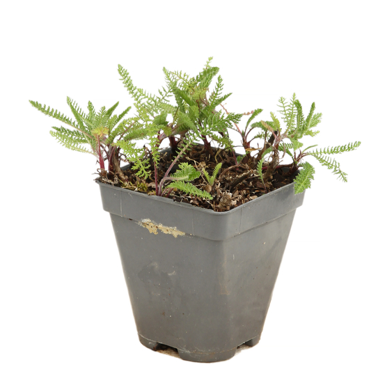 Achillée Millefolium 'Paprika' : godet vert