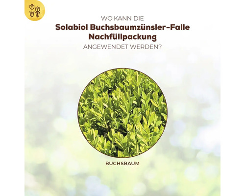 Buxusmottenval Solabiol navulverpakking 2 stuks