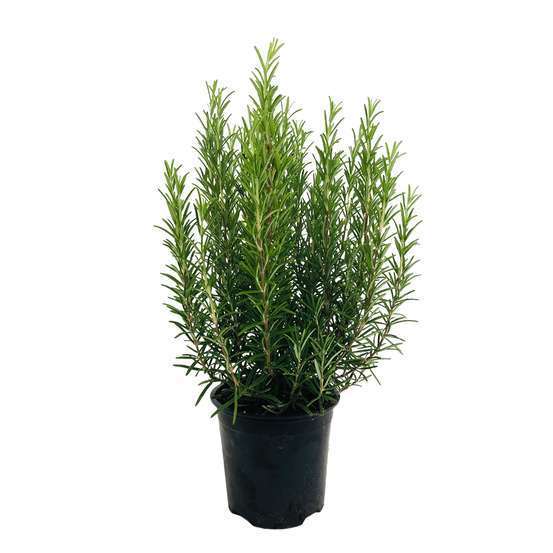 Plant de romarin : pot de 1 litre