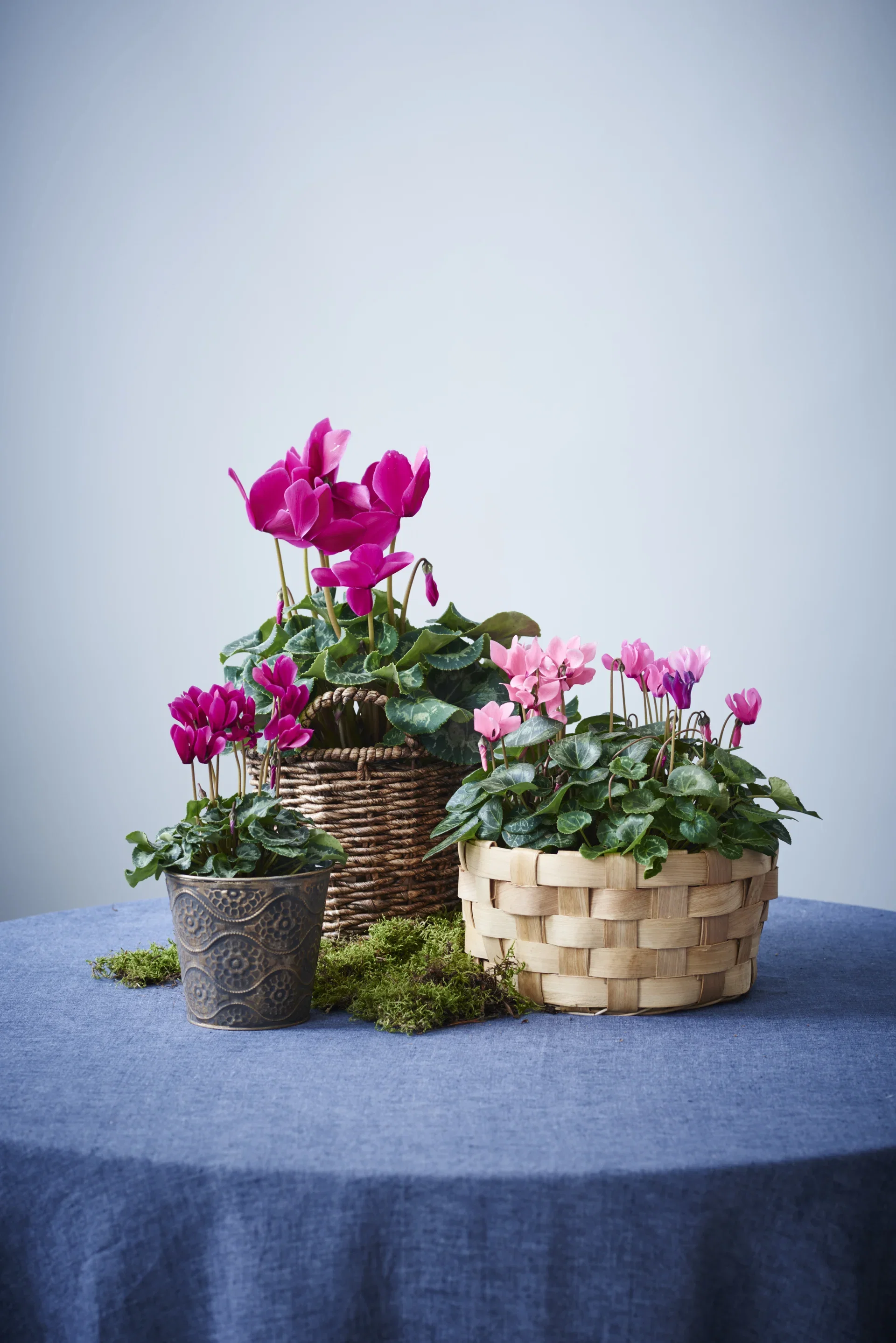 Cyclamen Purple 10,5 cm Alpefiol mini Ø10,5 cm